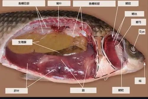 鱼的解剖
