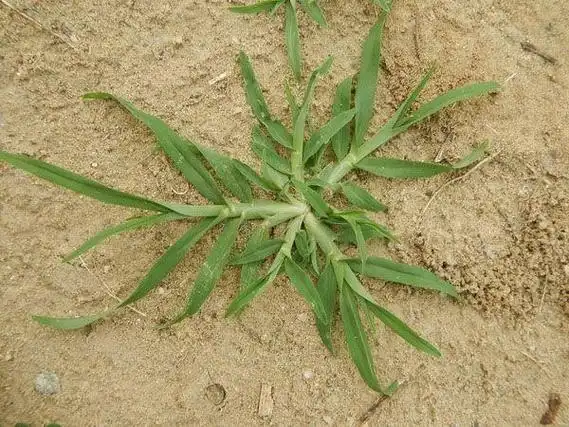 在农村论植物,我只服牛筋草,清湿热去淋浊