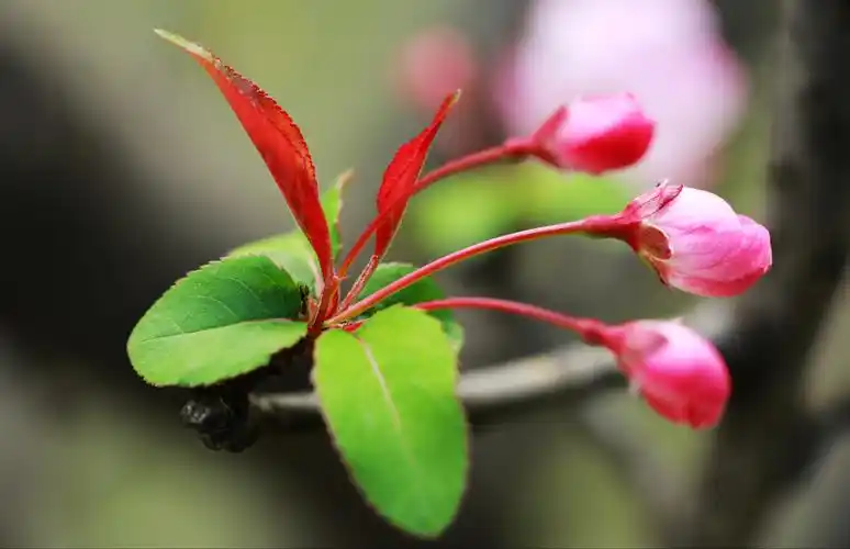 春风化雨丨垂丝海棠