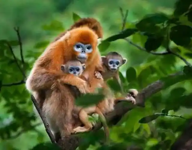 华夏动物:中国珍稀野生动物主题摄影展