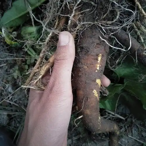 新鲜中草药野生土大黄根金不换牛舌头牛耳大黄洋铁叶羊蹄根血三七
