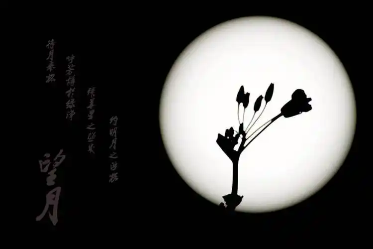 遥望那一轮明月