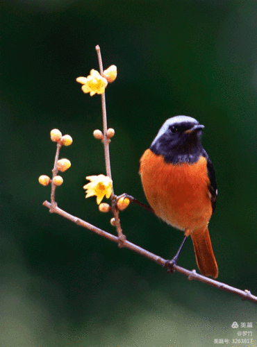 518_700竖版 竖屏gif 动态图 动图