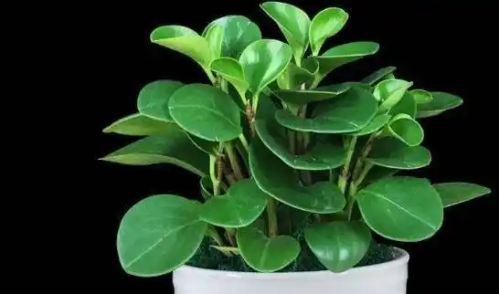 12生肖都有自己的"招财花",养对了花,不愁赚不到钱_植物_财运_机会