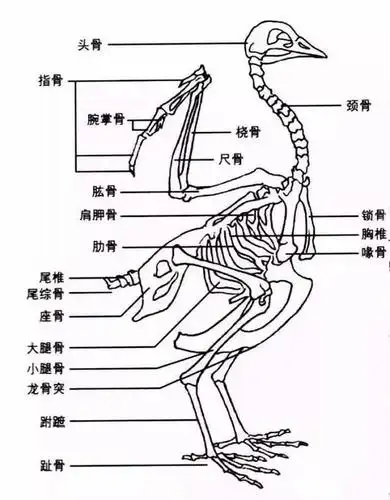 工笔禽鸟有那么难吗?降龙十八掌就看这7招