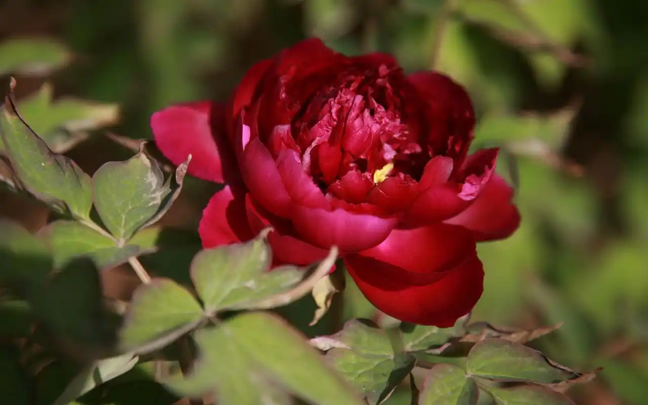 娇艳富贵牡丹花高清宽屏电脑桌面壁纸