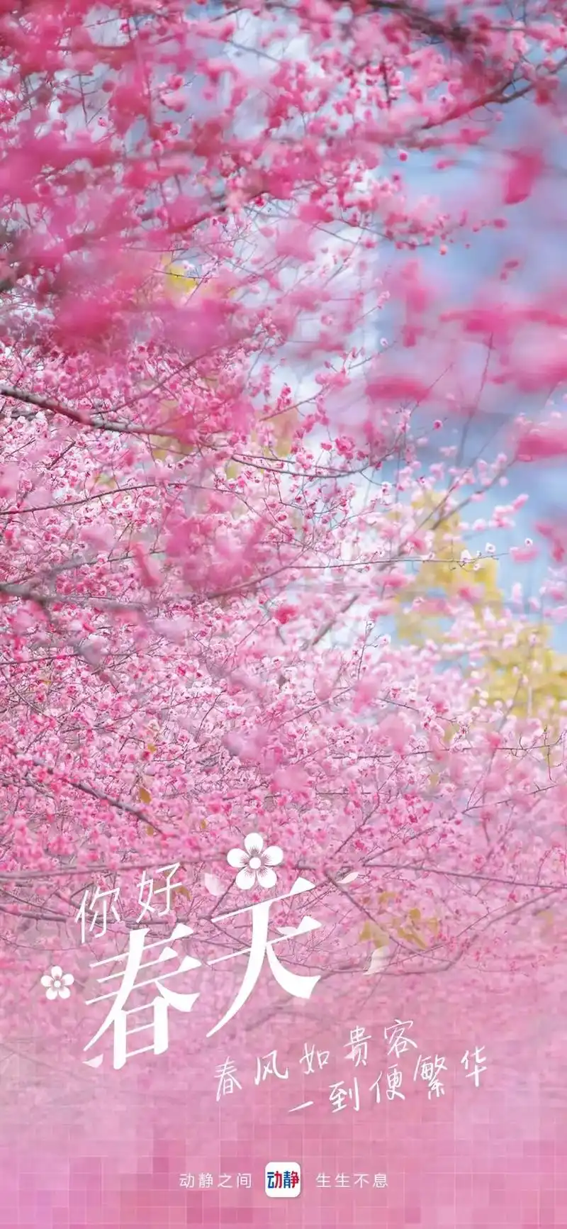 春天你好! 清晰美图分享.#愿晨起的阳光伴随你愉悦的每一天  - 抖音