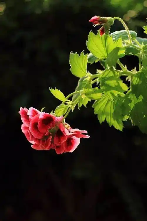 多姿多彩的天竺葵,欣赏~_国花_匈牙利_灌木