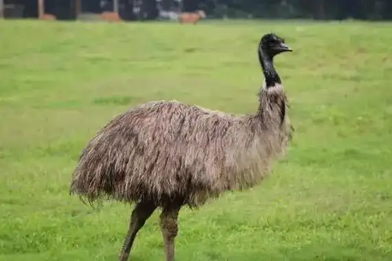 澳大利亚三大国宝