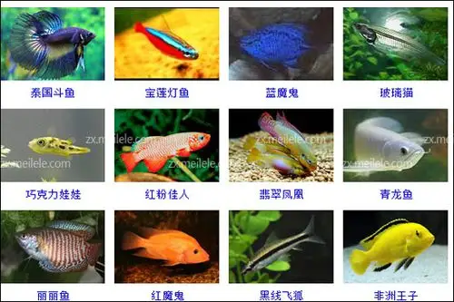 热带鱼的种类有哪些热带鱼品种图片大全