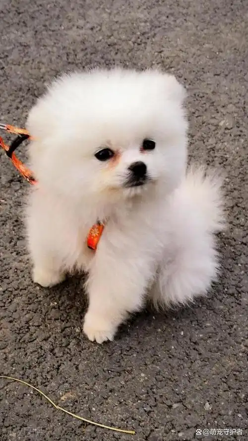 茶杯犬多少钱一只如何选购茶杯犬