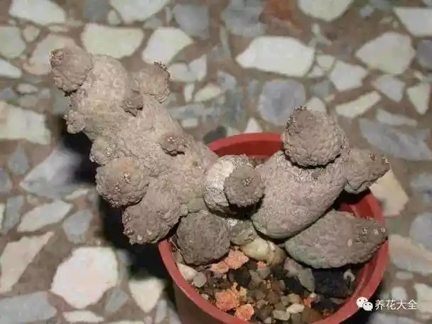 十大最恶心多肉 胆小的别看这些多肉丑成鬼