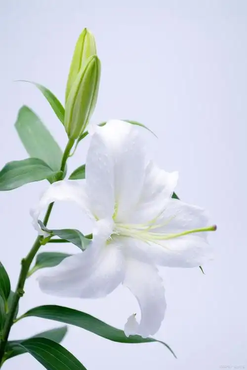 百合花枝条神奇生根术!轻松实现繁茂花园梦想!