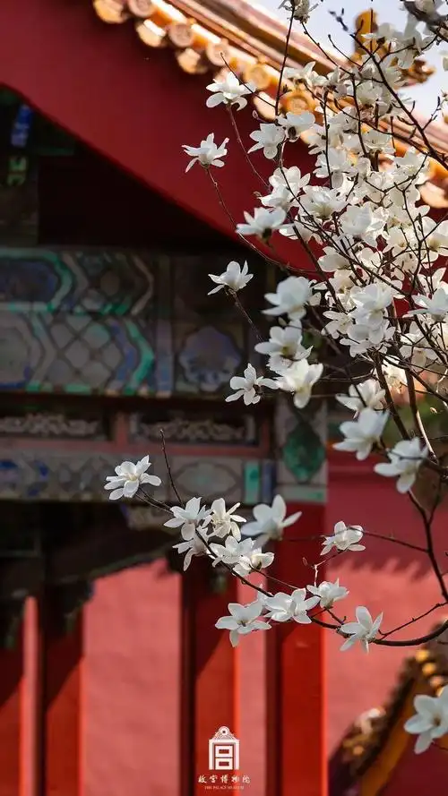 看,故宫里的春天!_红墙