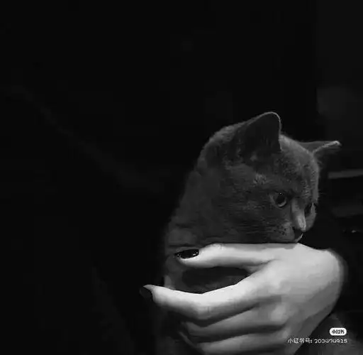 叶子.微信朋友圈背景图/黑色系