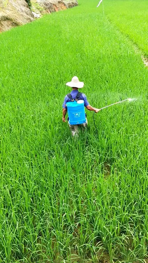 给禾苗喷农药