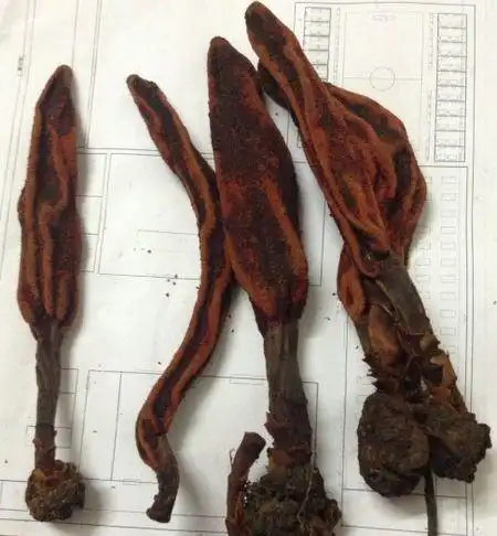 这是什么中药材