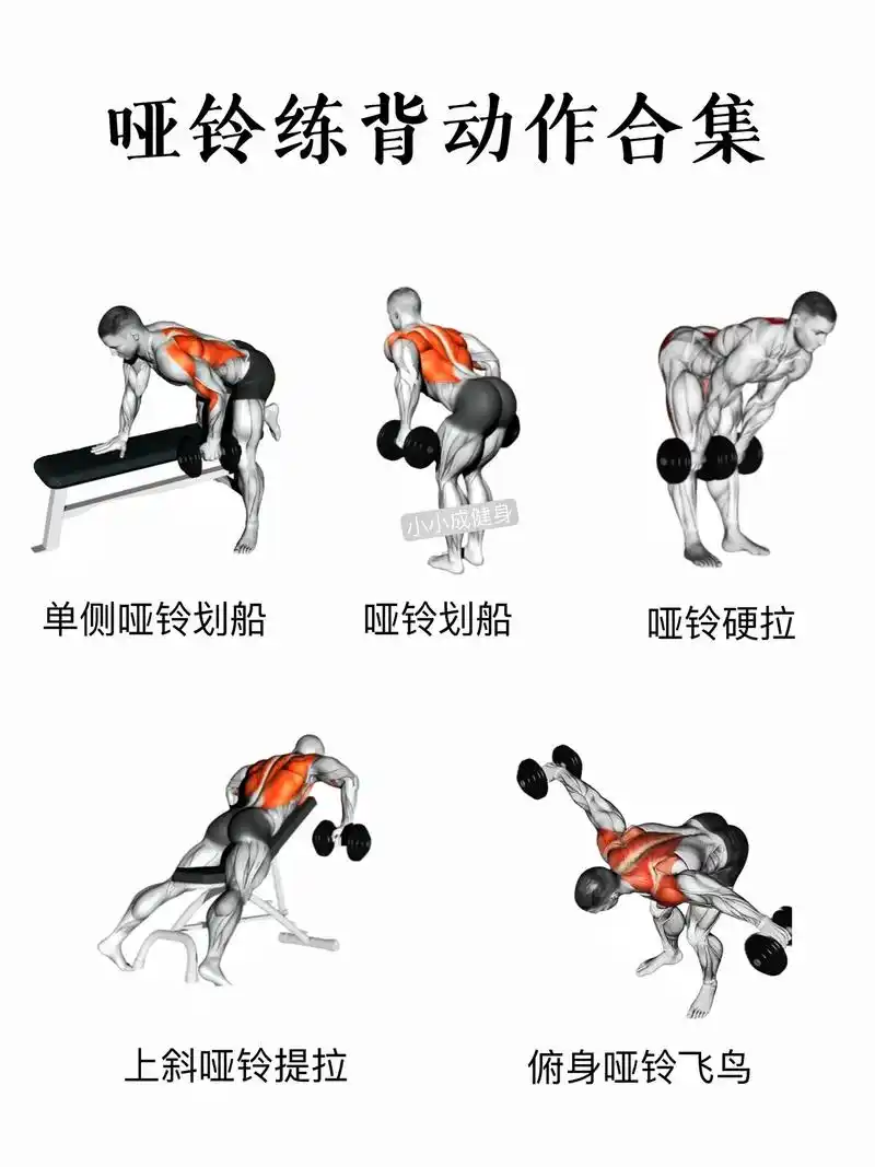 哑铃动作合集,一副哑铃练全身.#哑铃 #哑铃训练动作 #健身 - 抖音