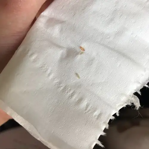 最近床上出现了图中的虫子 白色透明 蠕动的 还有像蛹一样的东西 前