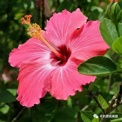 男生花草头像图片大全