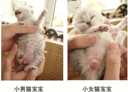 猫咪下体突出来一个像针尖一样的小尖尖,是公猫还是母猫?