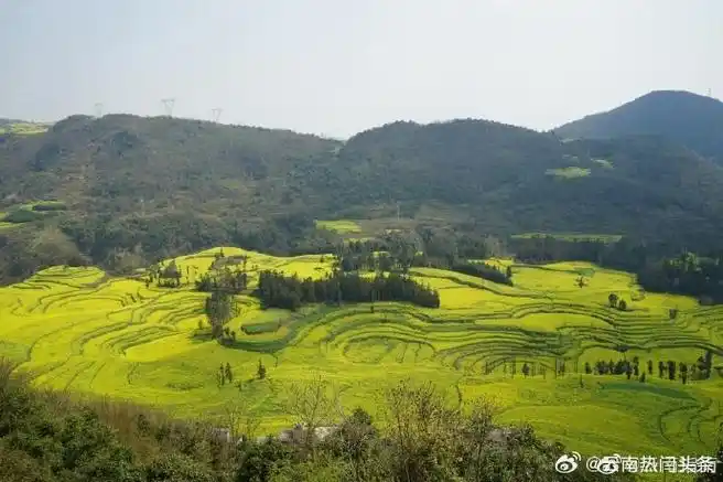云南旅行##罗平油菜花