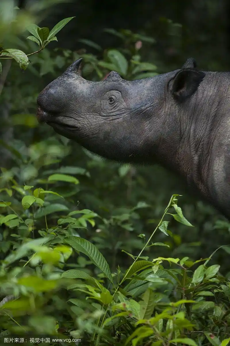 苏门答腊犀牛(dicerorhinus sumatrensis)雌性喂养的特写,繁殖计划的
