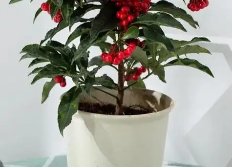 金玉满堂多久浇一次水