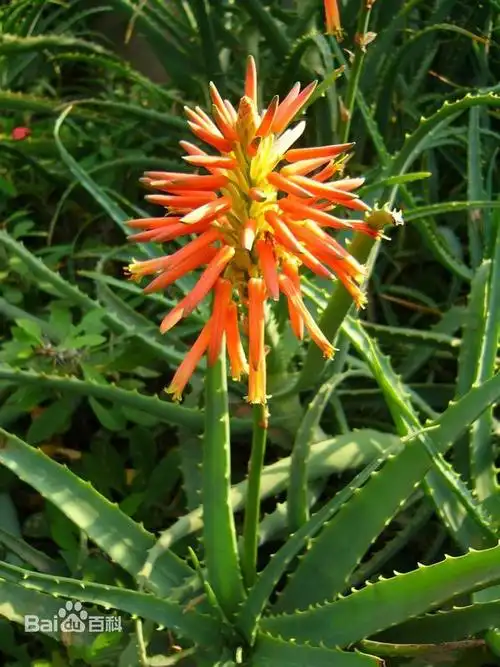 是一样的,龙藻花是"木立芦荟".