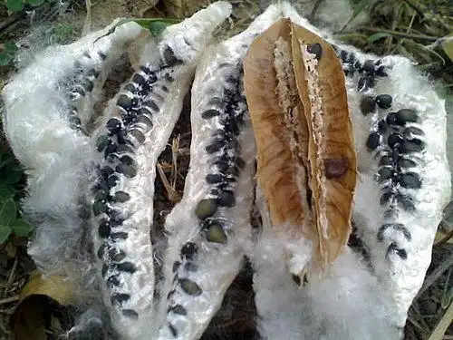 泡水后冒出芽点的木棉种子