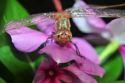 一枚放大镜下的世界