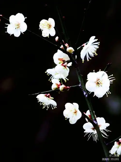 梅花,梅花——黑背景摄影