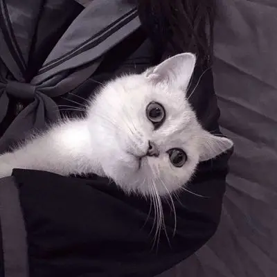 温柔抱猫部位闺蜜头 遇到那么多猫咪 还是你最可爱_女生头像_我要个性