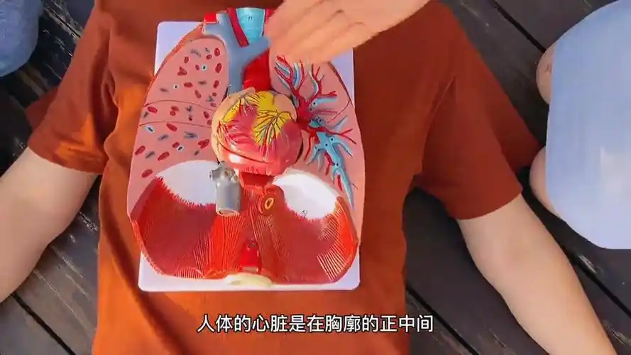 人体心脏的正确位置