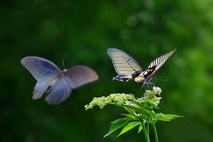 【转载】梁祝化蝶