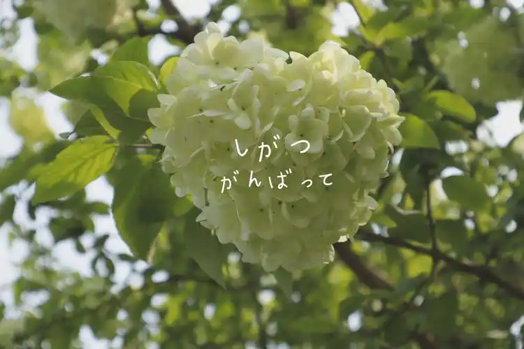 淡绿色的绣球花