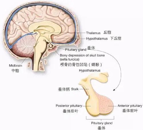 脑垂体瘤患者看病时,最好选择有垂体瘤多学科治疗的医院,原因是脑垂体