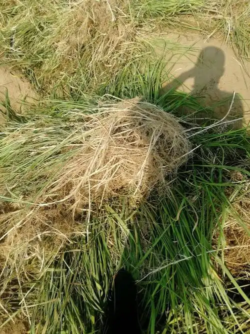 河北野生鲜货白茅根