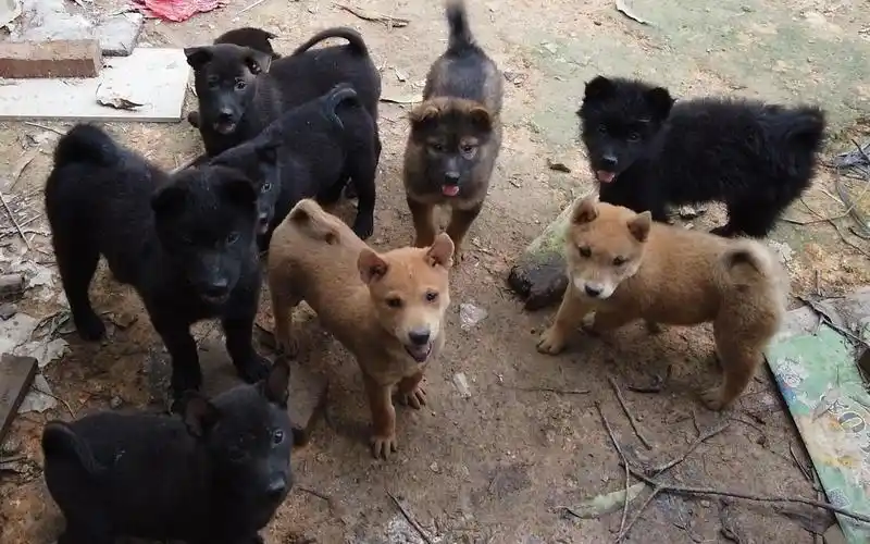 【中华田园犬】身边围着一群小奶狗是一种怎么样的体验?