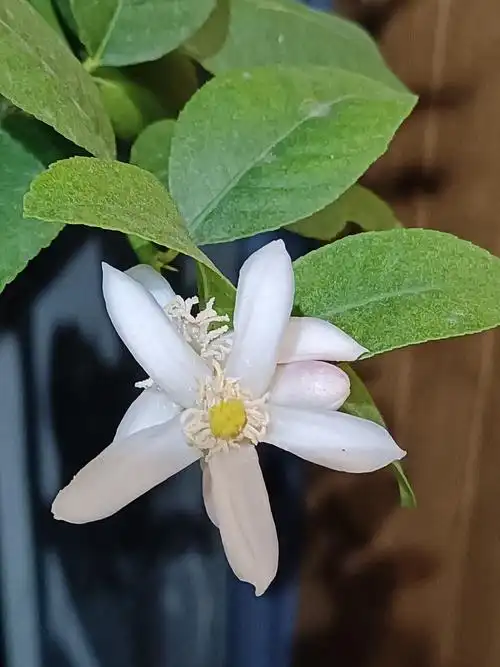 窨制花茶的代代花