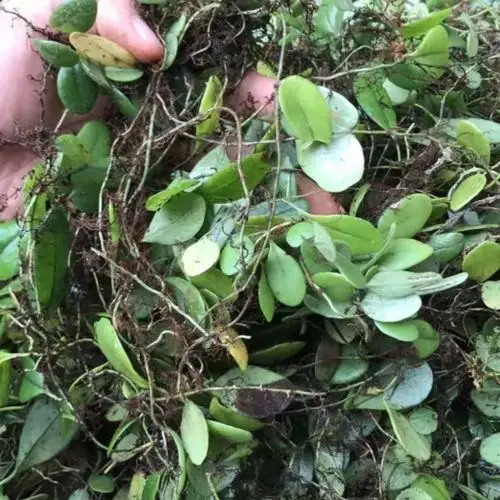 野生青草新鲜抱石莲 石瓜子 抱树莲 飞连草 瓜子金 石仙桃 中草药