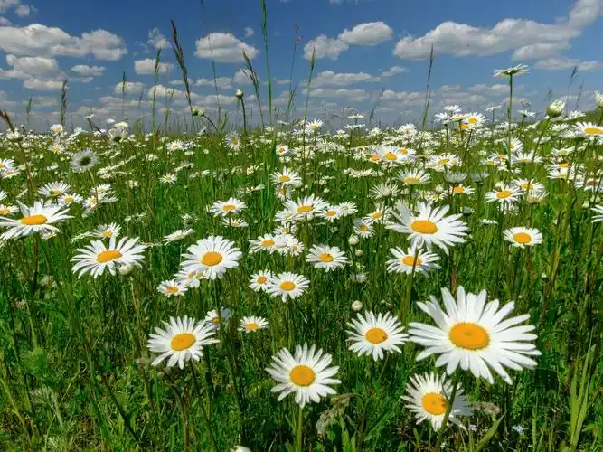 下载1600x1200 白色洋甘菊花,草地 壁纸, 图片