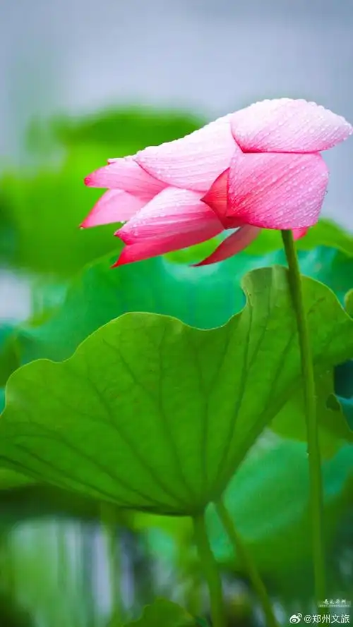 风从花朵间隙吹拂过来,带着荷叶的清新和花的微微香气,似