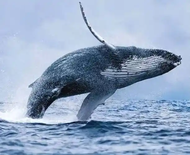 食物_海洋_能量