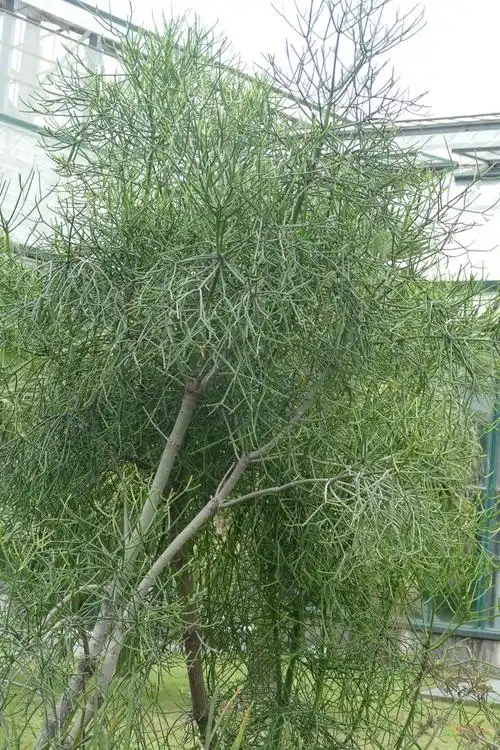 其它 光棍树(绿玉树) 写美篇 美篇 访问 美篇 qzon