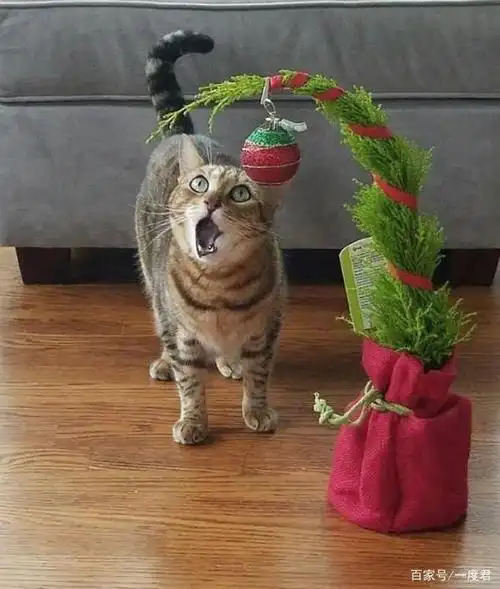 铲屎官抓拍的宠物最具戏剧性的表情瞬间每一张都很经典