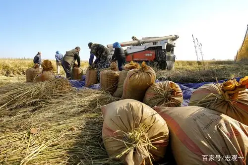 组照(收获在金秋) 讲诉农民机械化收获水稻的秋收场面