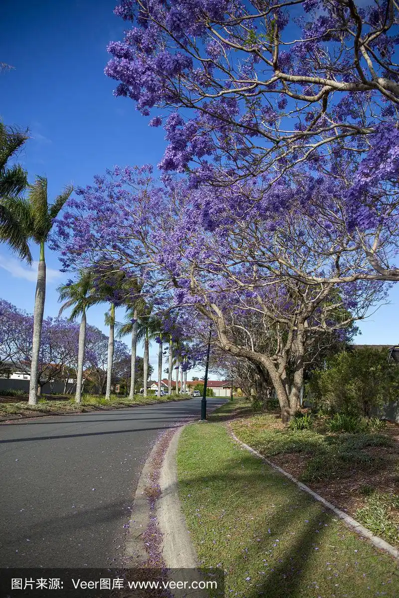 开紫色花的蓝花楹树