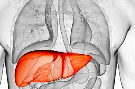 肝脏位置示意图