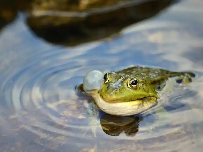 高清晰池塘里的青蛙壁纸-欧莱凯设计网(2008php.com)